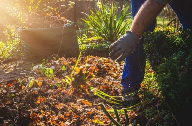 A gardener raking autumn leaves in a sunny garden.