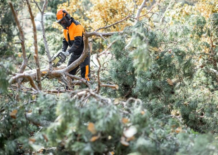 Looking for the best professional tree service for your landscape