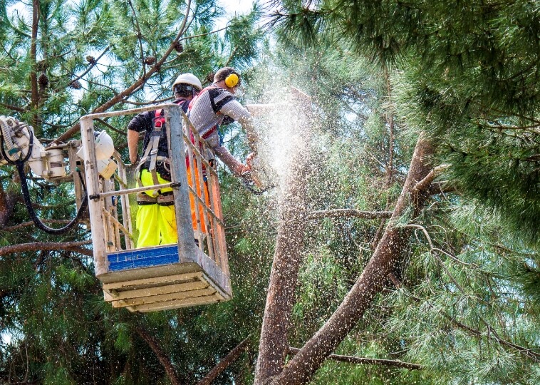 Tree Hazard Assessment