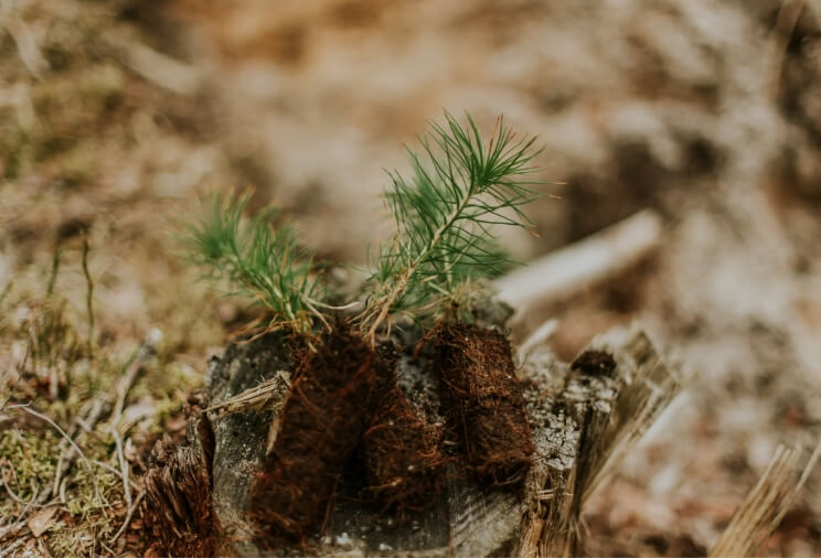 Tree Removal Service and Preservation