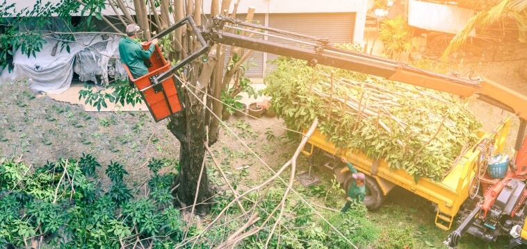 Unlimited Creation Landscape is among the best tree service companies near Nampa Idaho